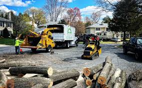 Best Stump Grinding and Removal  in Mooresville, IN