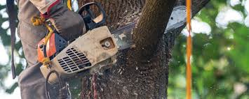 Best Tree Maintenance Programs  in Mooresville, IN