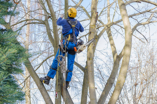 Best Emergency Tree Removal  in Mooresville, IN