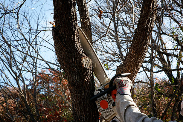 Best Tree Preservation Services  in Mooresville, IN