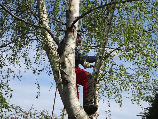 Leaf Removal in Mooresville, IN