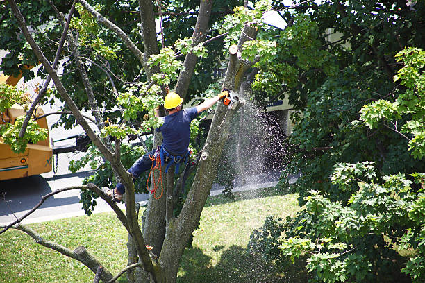 Best Palm Tree Trimming  in Mooresville, IN